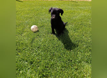 Muzsla Welpen ( FCI A. Magyar Vizsla x Mudi )
