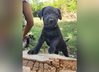 Muzsla Welpen ( FCI A. Magyar Vizsla x Mudi )