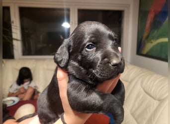 Muzsla Welpen ( FCI A. Magyar Vizsla x Mudi )