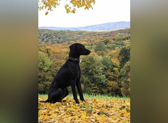 Muzsla Welpen ( FCI A. Magyar Vizsla x Mudi )