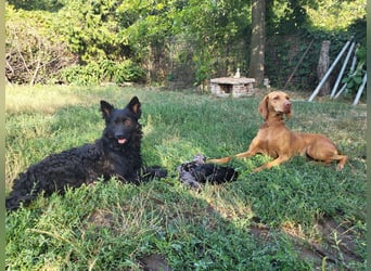 Muzsla Welpen ( FCI A. Magyar Vizsla x Mudi )