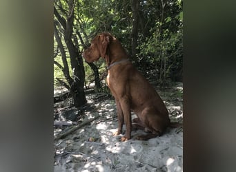 Muzsla Welpen ( FCI A. Magyar Vizsla x Mudi )