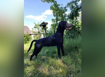Muzsla Welpen ( FCI A. Magyar Vizsla x Mudi )
