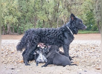 Muzsla Welpen ( FCI A. Magyar Vizsla x Mudi )