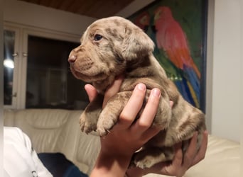 Muzsla Welpen ( FCI A. Magyar Vizsla x Mudi )