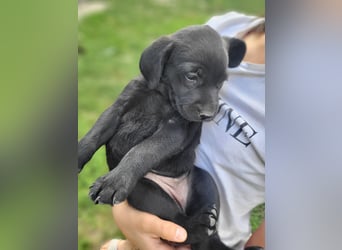 Muzsla Welpen ( FCI A. Magyar Vizsla x Mudi )