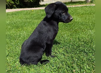 Muzsla Welpen ( FCI A. Magyar Vizsla x Mudi )