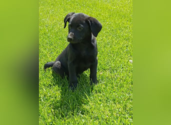 Muzsla Welpen ( FCI A. Magyar Vizsla x Mudi )