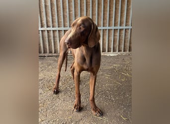 Chase, Magyar Vizsla, Rüde, geb. am 26.01.2024, ca. 55 cm