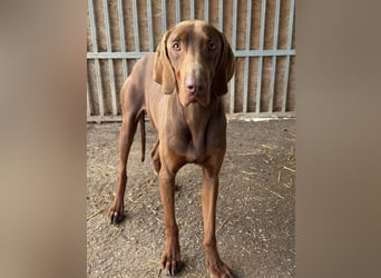 Chase, Magyar Vizsla, Rüde, geb. am 26.01.2024, ca. 55 cm