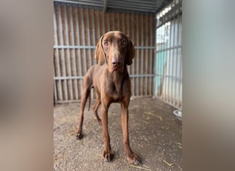 Chase, Magyar Vizsla, Rüde, geb. am 26.01.2024, ca. 55 cm