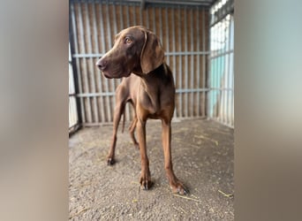 Chase, Magyar Vizsla, Rüde, geb. am 26.01.2024, ca. 55 cm