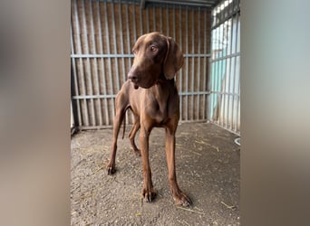 Chase, Magyar Vizsla, Rüde, geb. am 26.01.2024, ca. 55 cm