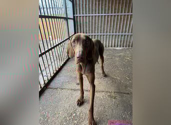 Chase, Magyar Vizsla, Rüde, geb. am 26.01.2024, ca. 55 cm