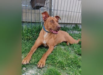 Viszla-Mix ♥ Mashka ♥ eine rundum tolle Hündin