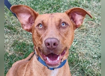 Viszla-Mix ♥Mashka♥ rundum tolle Hündin Viszla-Mix ♥Mashka♥ rundum tolle Hündin