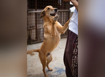 Schmusiger Bongo sucht sehnsüchtig seine Für-Immer-Menschen
