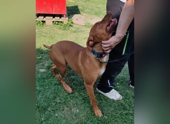 Viszla-Mix ♥Mashka♥ rundum tolle Hündin Viszla-Mix ♥Mashka♥ rundum tolle Hündin