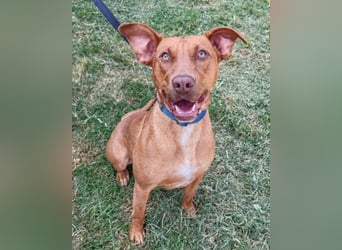 Viszla-Mix ♥Mashka♥ rundum tolle Hündin Viszla-Mix ♥Mashka♥ rundum tolle Hündin