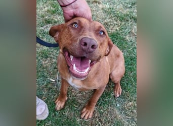 Viszla-Mix ♥Mashka♥ rundum tolle Hündin Viszla-Mix ♥Mashka♥ rundum tolle Hündin