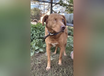 Jack - toller Kerl mit großem Herz