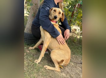 Altea - sensible, feine Hundedame
