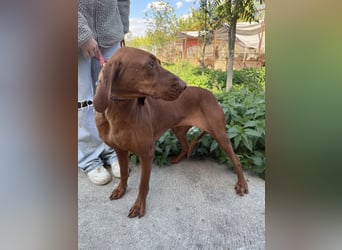 sensible Kokó sucht ein warmes Plätzchen