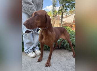 sensible Kokó sucht ein warmes Plätzchen