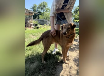 Jack - toller Kerl mit großem Herz