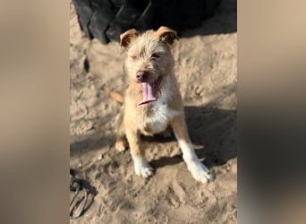 Arif sucht genau dich!