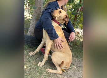 Altea - sensible, feine Hundedame