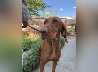 sensible Kokó sucht ein warmes Plätzchen