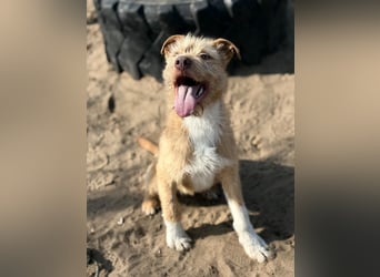 Arif sucht genau dich!