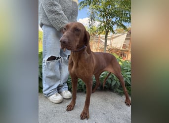 sensible Kokó sucht ein warmes Plätzchen