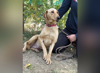 Altea - sensible, feine Hundedame
