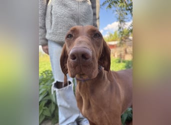 sensible Kokó sucht ein warmes Plätzchen