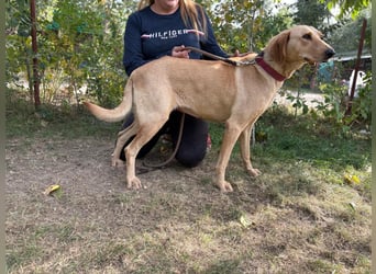 Altea - sensible, feine Hundedame