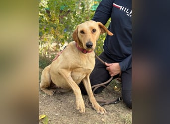 Altea - sensible, feine Hundedame