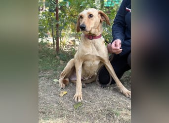 Altea - sensible, feine Hundedame