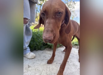 sensible Kokó sucht ein warmes Plätzchen