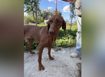 sensible Kokó sucht ein warmes Plätzchen