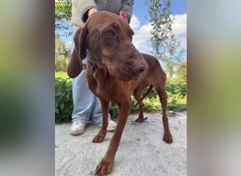 sensible Kokó sucht ein warmes Plätzchen