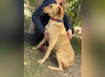 Altea - sensible, feine Hundedame