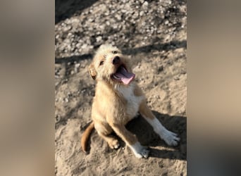 Arif sucht genau dich!