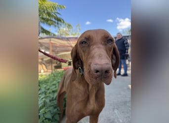 sensible Kokó sucht ein warmes Plätzchen