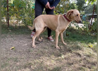 Altea - sensible, feine Hundedame
