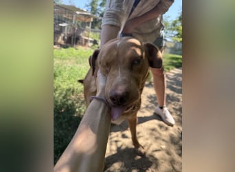 Jack, tapferer Kämpfer