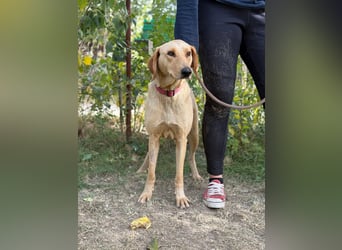 Altea - sensible, feine Hundedame