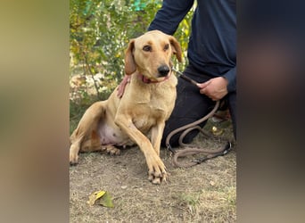Altea - sensible, feine Hundedame