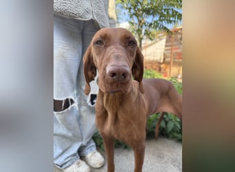 sensible Kokó sucht ein warmes Plätzchen